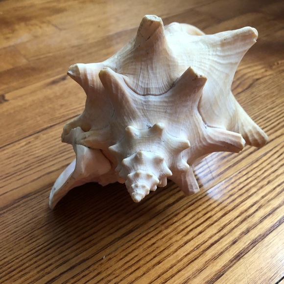 Large Pink-Interior Conch Shell - Picture 3 of 7